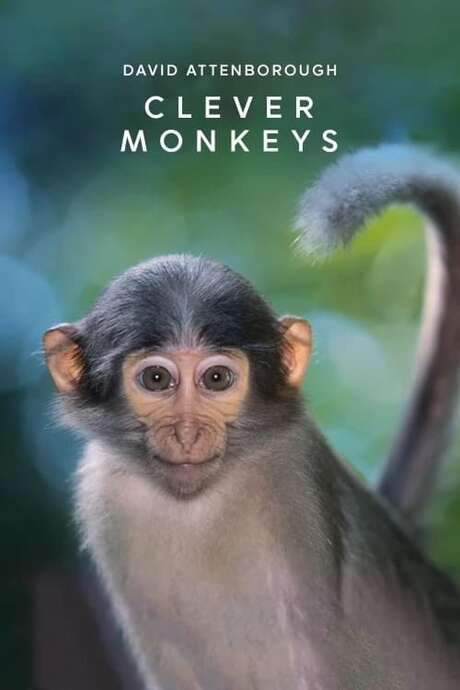 Clever Monkeys